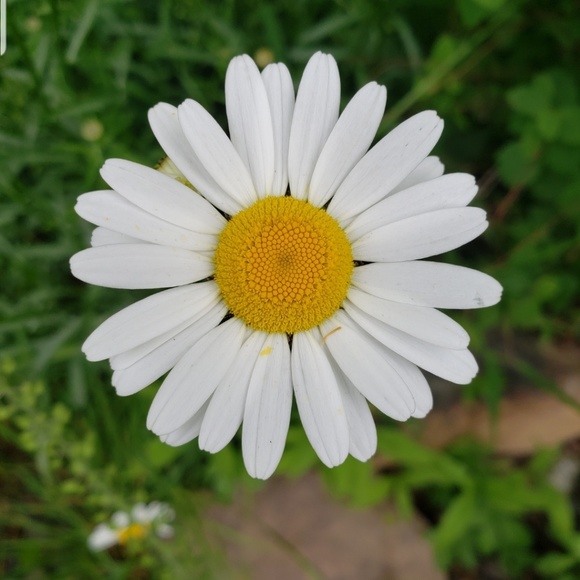 Meet your Posher, Soni Posh Ambassador - Picture 3 of 8